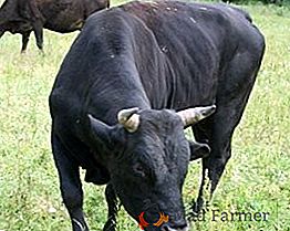 Criadores de touros: características da alimentação