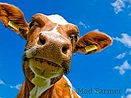 Vaca lechera: cómo alimentar al animal