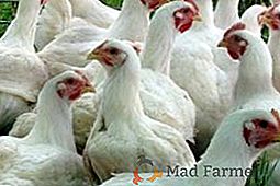 Pollos-broilers: cómo y qué alimentar a los pájaros jóvenes