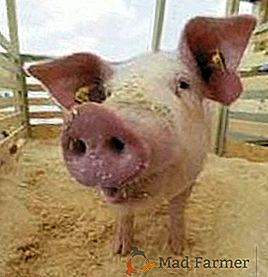 Годування свиней: складаємо оптимальний раціон і вибираємо відповідну технологію