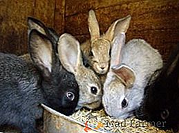 Tudo sobre como alimentar coelhos: como, quando e como alimentar roedores em casa