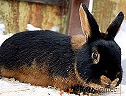 Regras para manter e alimentar coelhos pretos e marrons