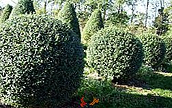 Les meilleurs arbustes décoratifs pour un jardin avec une description et une photo
