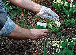 Aplicação de fertilizante cloreto de potássio no jardim e horta