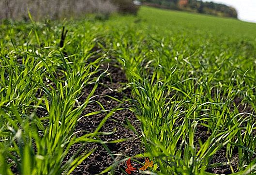Los agraristas rusos comenzaron a fertilizar cereales de invierno