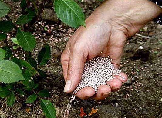Secondo l'esperto, i fertilizzanti a basso costo in Ucraina non saranno più disponibili