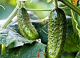 Levedura de alimentação para pepinos: como fertilizar um vegetal