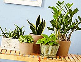 10-ка корисних кімнатних рослин з фото і описом