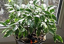 Ficus Benjamin, cuidado de la planta en casa