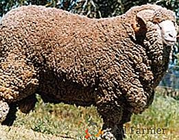 Jelo-fleeced ovce: Koje su značajke i razlike od drugih pasmina?