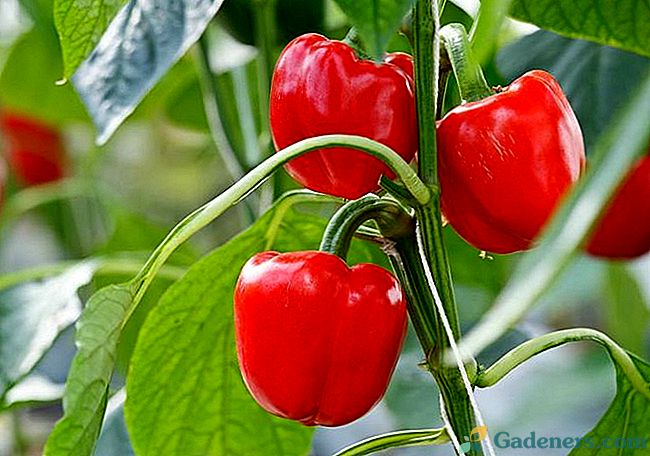 10 noteikumi par labu paprikas ražu