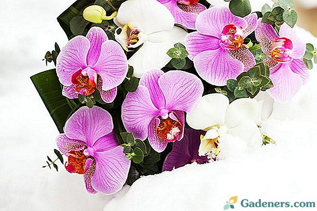 Одржавање орхидеја у зими: 15 корисних савјета