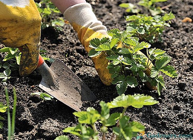Jak sadzić truskawki - 4 sposoby sadzenia