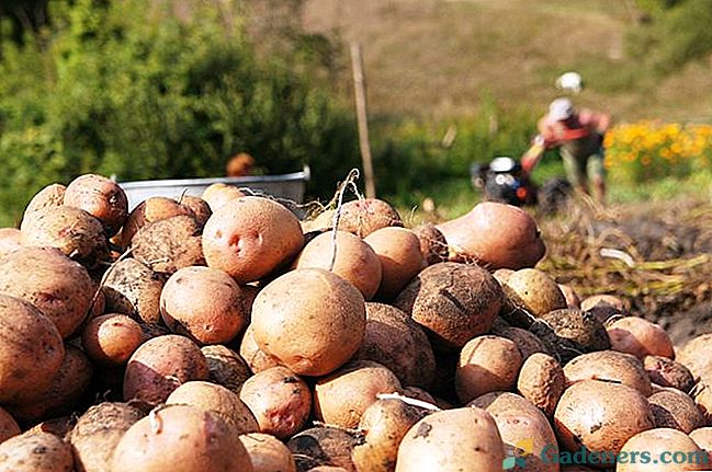 Kako nadograditi vrstu krumpira: 5 načina