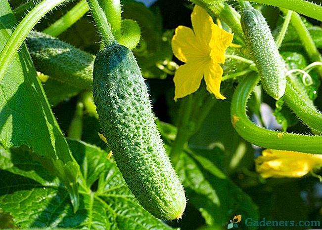 6 veidi, kā audzēt gurķus