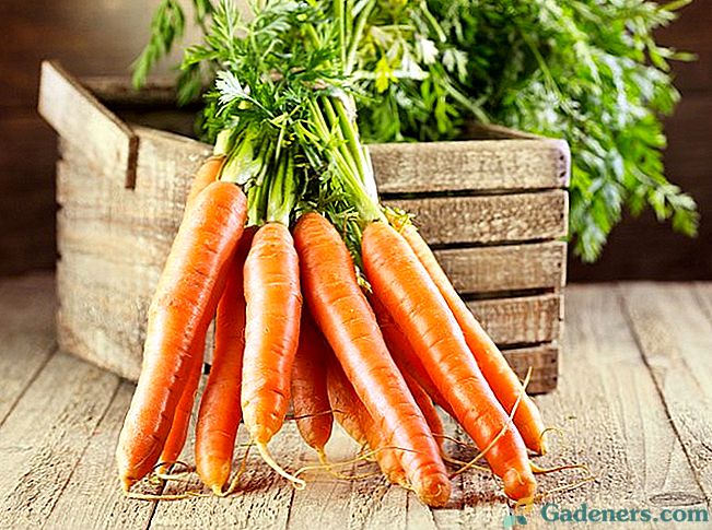 Kaip laikyti morkas: 8 būdai