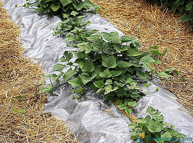 Agrotechnica sladki krompir v srednjem pasu: postelja in pristanek