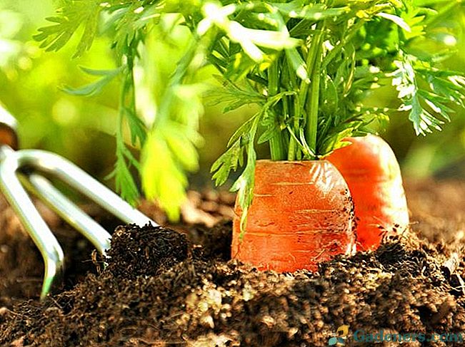 Агротехнически култивация на моркови в естественото земеделие