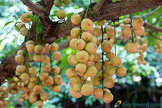 Burmansko grozdje