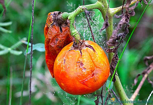 Cīņa pret tomātu fitoboru: tautas metodes un līdzekļi