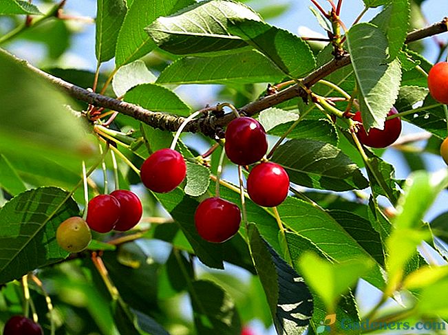 Co dělat, pokud třešně nevede ovoce
