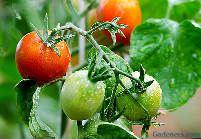 Nustatomos ir neapibrėžtos pomidorų veislės