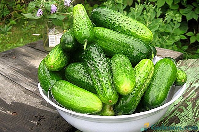 Učinkovit način pridelovanja kumaric na odprtem polju na okvirju protja