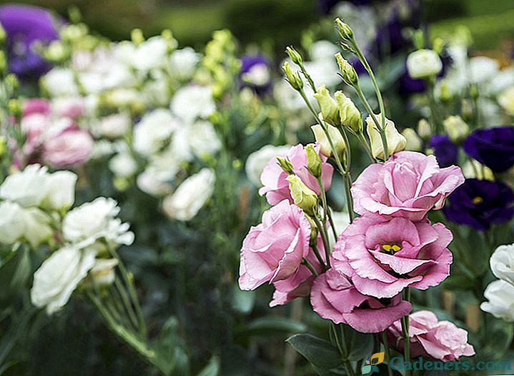 Eustoma