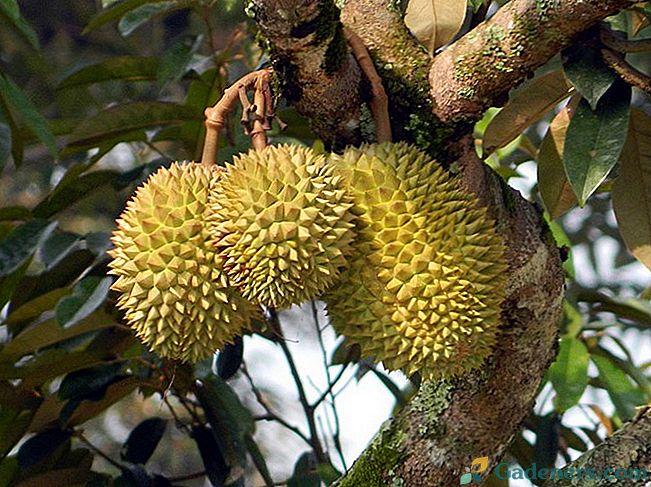 Voće durian cibetin