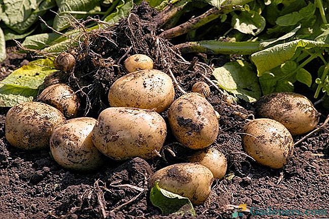 Nizozemska tehnologija uzgoja krumpira u zemlji