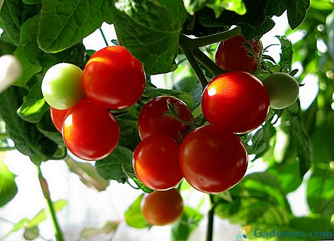 Interesants veids, kā audzēt tomātu stādus bez zemes