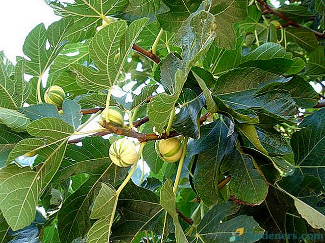 Drzewo figowe lub figowe