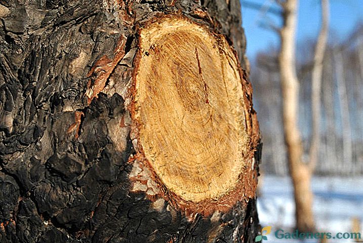 Kā atzarošana tiek veikta uz gredzena, ārējās vai iekšējās nieres