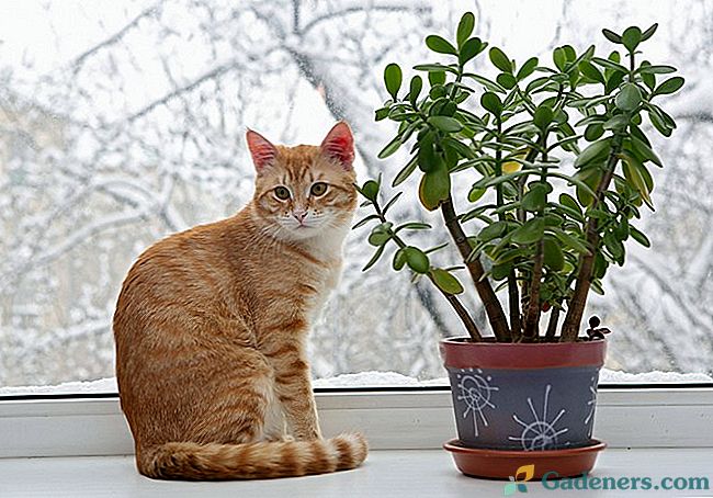Како одгајати мачку постоје цвијеће и затворене биљке