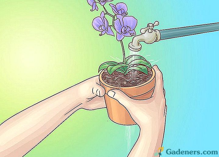 Kaip vanduo orchidėją namuose