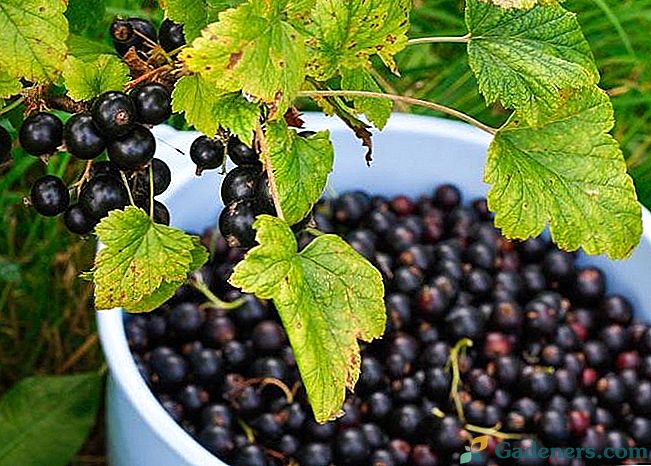 Как да получите добра реколта от френско грозде