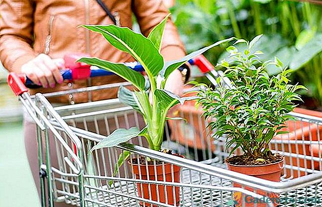 Kā nopirkt augu