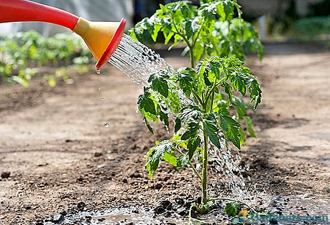 Kaip tinkamai vanduo pomidorų sodinukams
