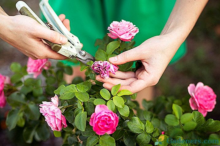 Kako obrezati vrtnice