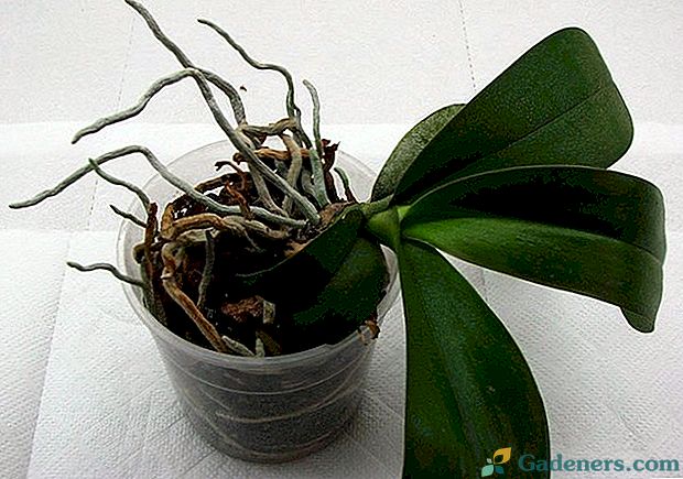 Kaip persodinti orchidėją
