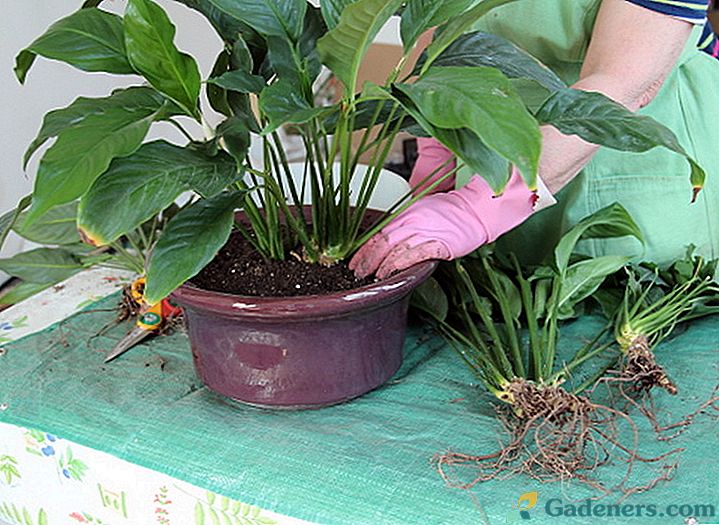 Kako presaditi spathiphyllum