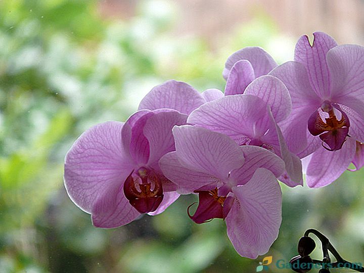 Kaip pratęsti žydinčių orchidėjų namuose