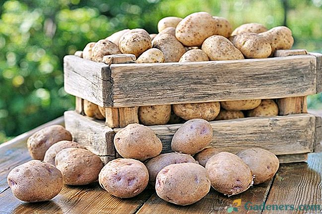 Kaip laikyti bulves bute