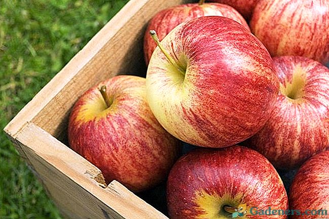 Kaip laikyti obuolius bute