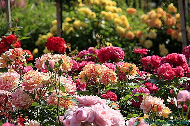 Как да създадете розова градина със собствените си ръце