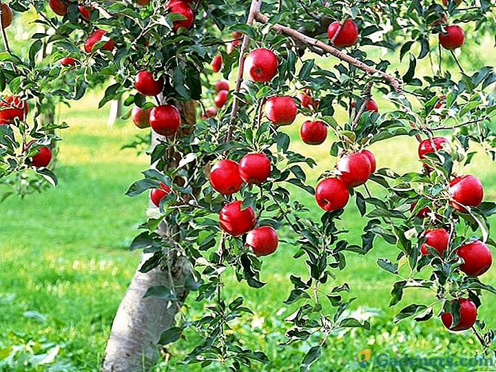 Kako se brinuti o stablu jabuke