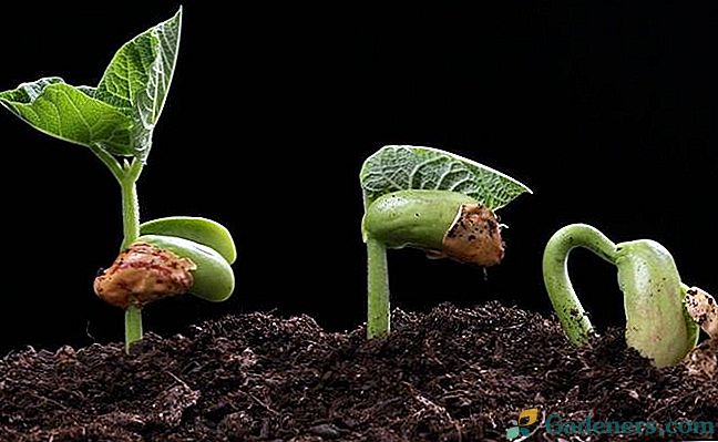 Як прискорити проростання насіння: замочування, пророщування і інші прийоми