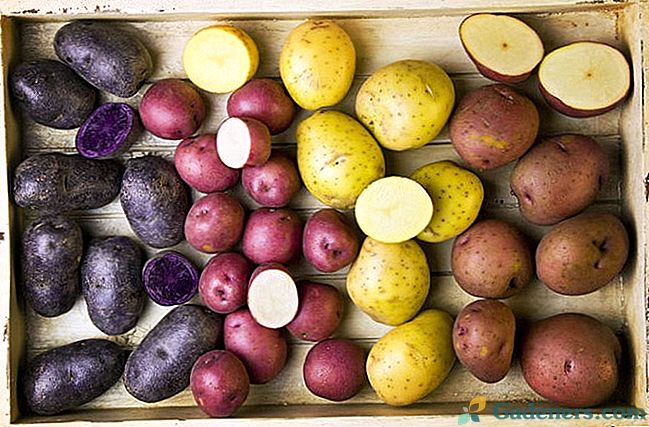 Kako odabrati vrstu krumpira