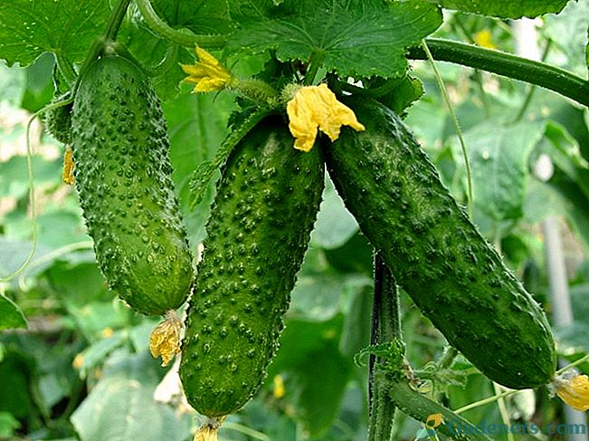 Ako pestovať uhorky bez chemických látok