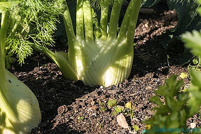 Kaip auginti kvepiančią ir sveiką pankolių